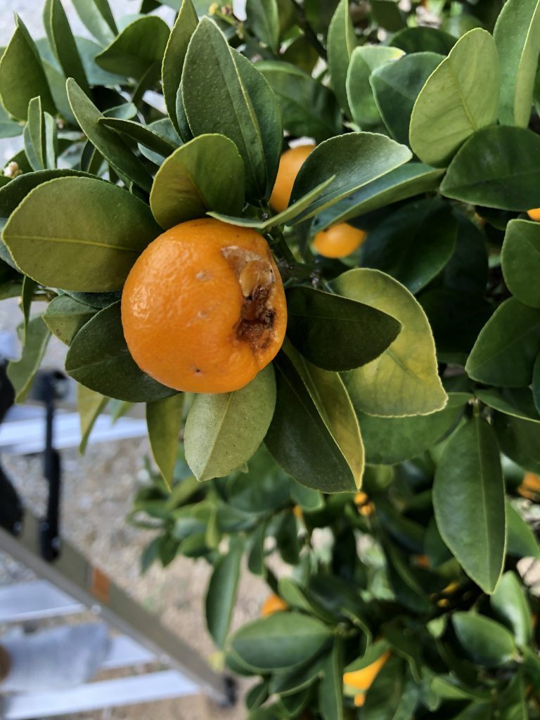 鳥に食われた金柑