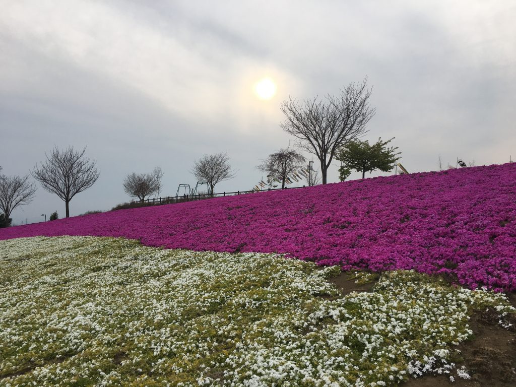 芝桜