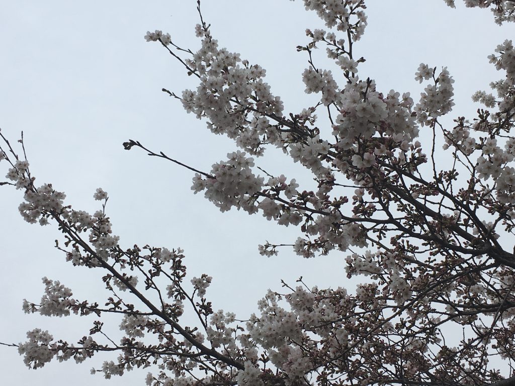 桜